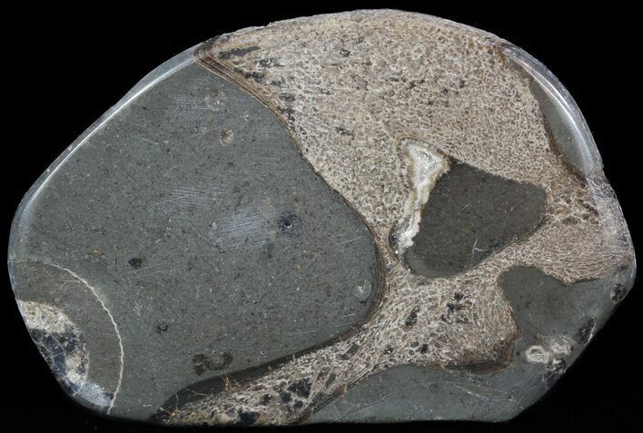 Jurassic Marine Reptile Bone In Cross-Section - Whitby, England #49167
